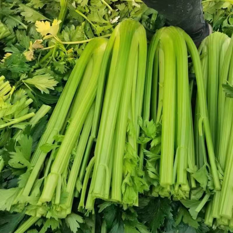 瑞娜西芹种子新品种芹菜种子生长速度快植株整齐种植户大面积