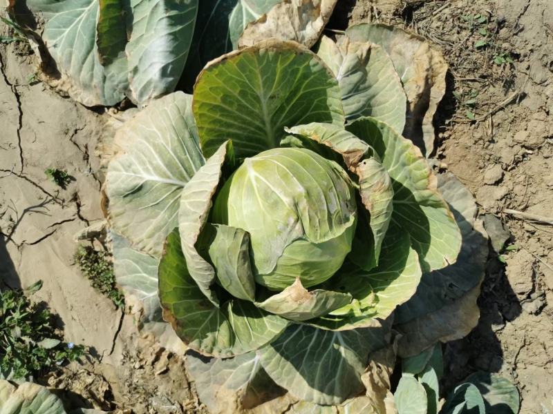 春盛陆地越冬甘蓝种子耐寒性强耐抽苔能耐一10度低温单菜2