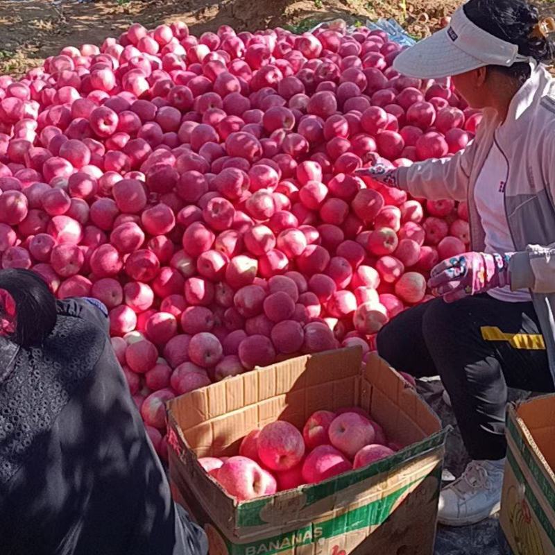 甘肃静宁县红富士冷库大量上市
