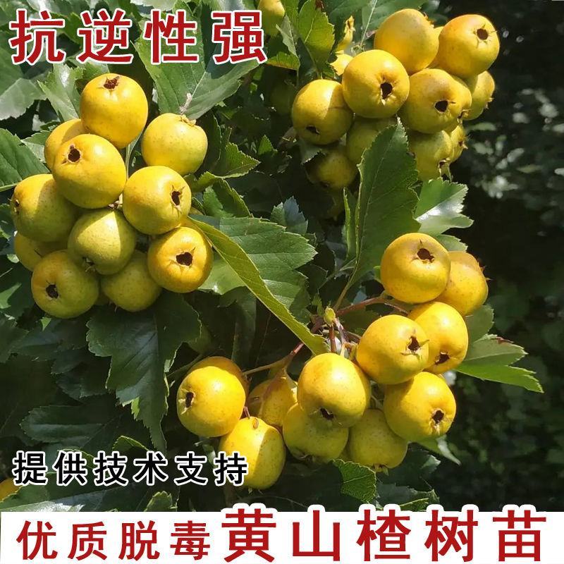 黄金豆山楂嫁接苗新品种黄山楂苗南北方种植当年结果山楂树