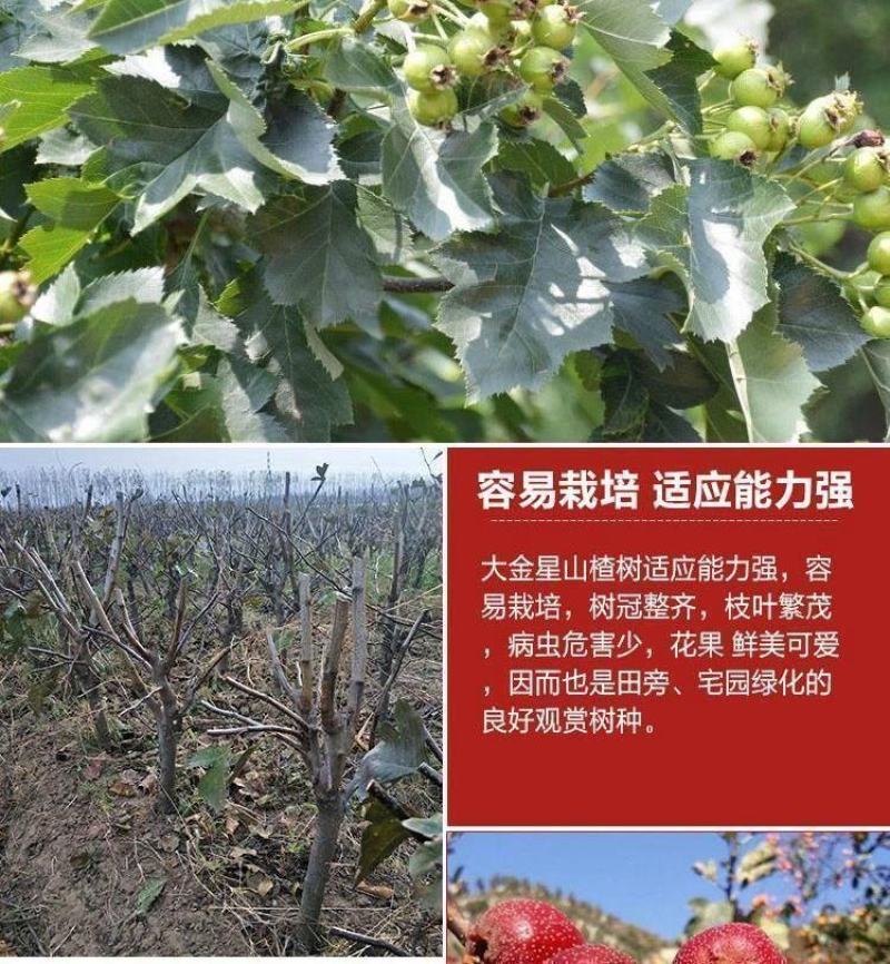 黄金豆山楂嫁接苗新品种黄山楂苗南北方种植当年结果山楂树