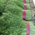 【精品】小茴香保质保量啥规格的都有欢迎抢购