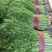 【精品】小茴香保质保量啥规格的都有欢迎抢购