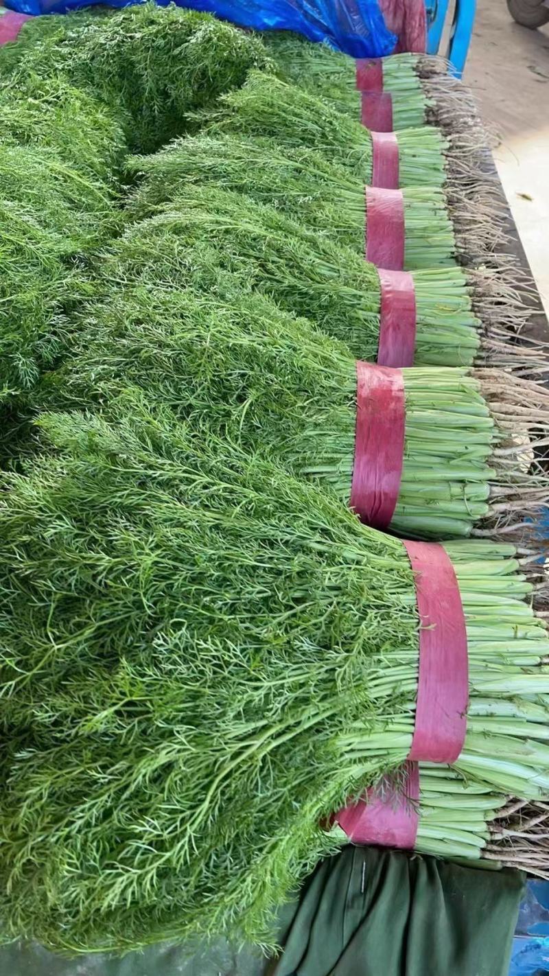 【精品】小茴香保质保量啥规格的都有欢迎抢购