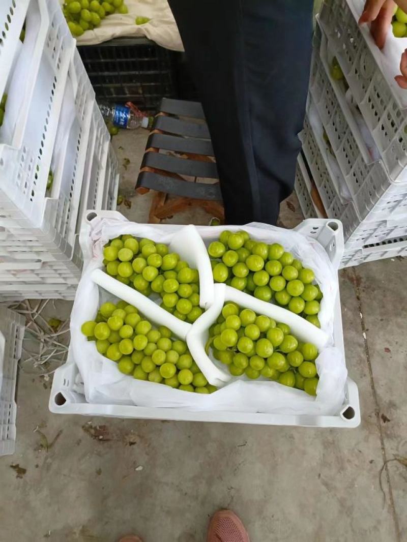 阳光玫瑰