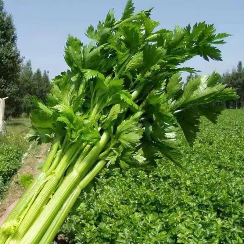 金丽莱皇后西芹种子芹菜种子高产抗病种植户大面积种植