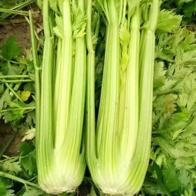 金丽莱皇后西芹种子芹菜种子高产抗病种植户大面积种植