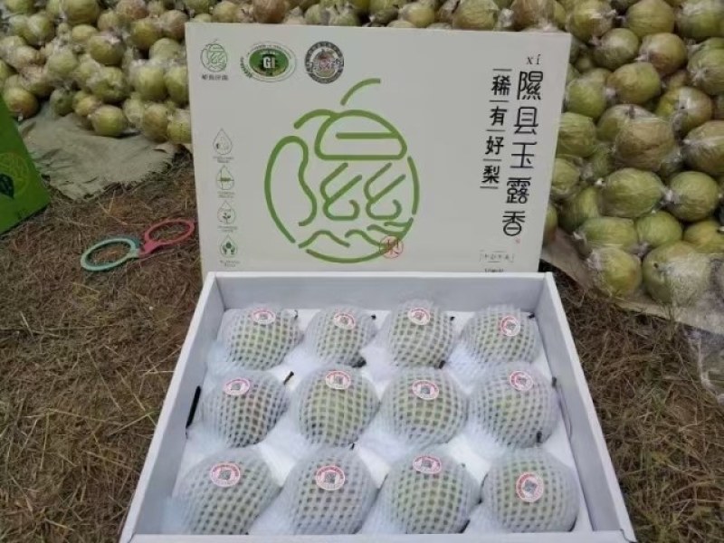 一级玉露香梨梨隰县玉露香梨大量上市品质保证