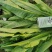 油麦菜，叶菜，青菜油菜