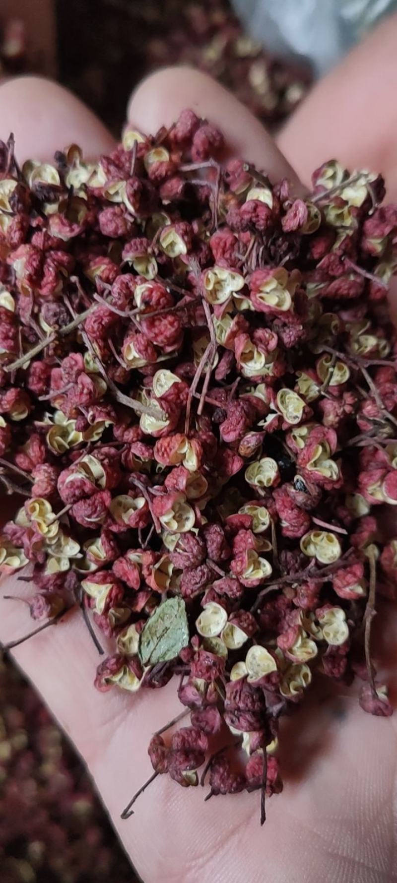 天水大红袍花椒，伏椒，量大质优，全国发货，