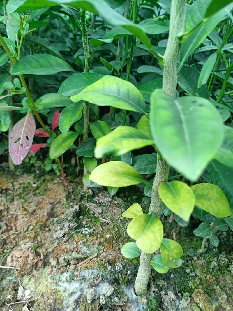 大量供应各种规格土柠檬苗，红芽柠檬苗