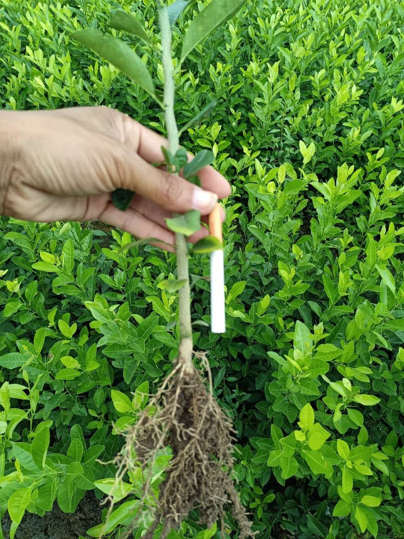 大量供应各种规格土柠檬苗，红芽柠檬苗