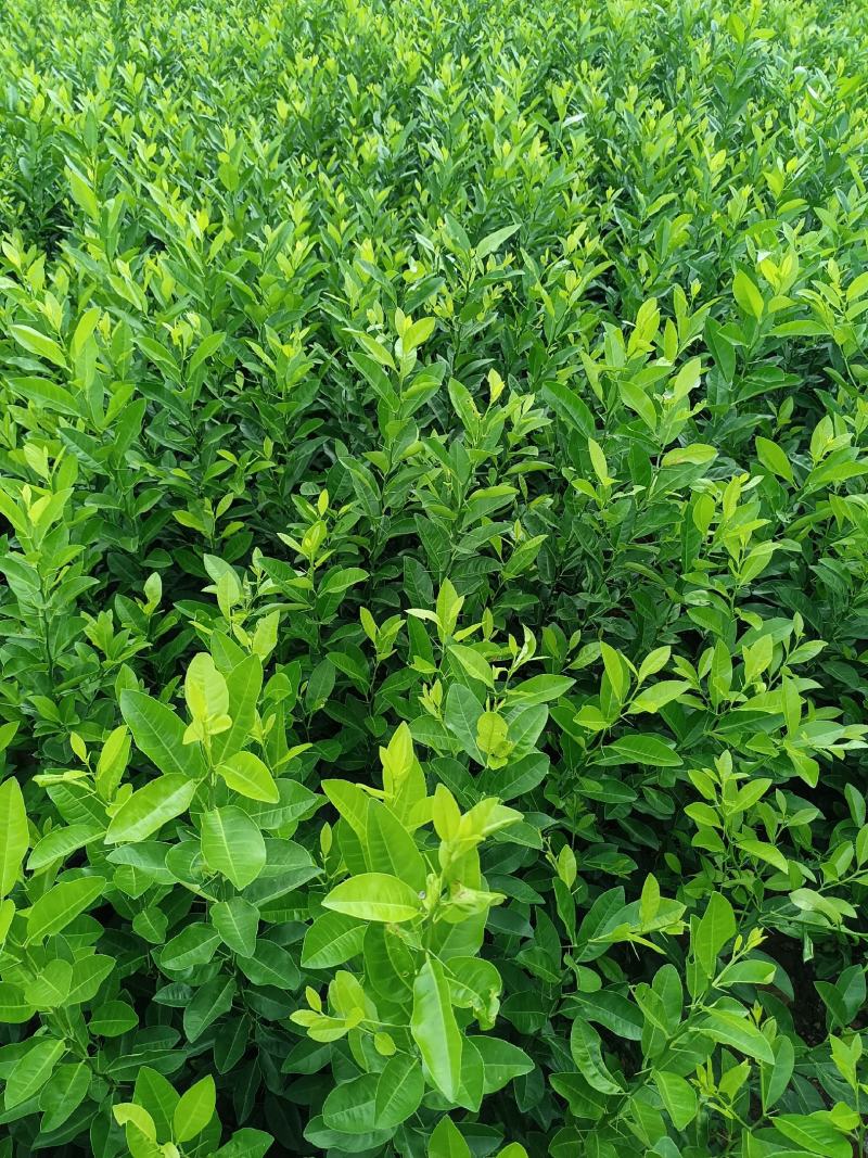 大量供应各种规格土柠檬苗，红芽柠檬苗