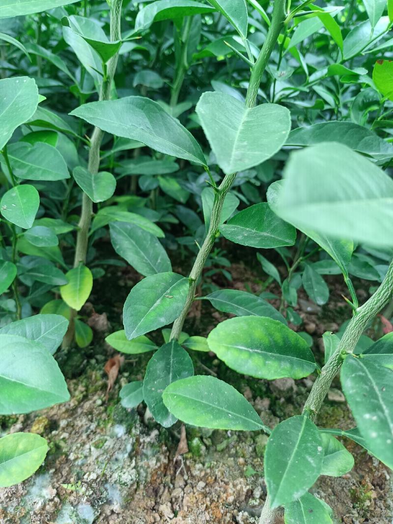 大量供应各种规格土柠檬苗，红芽柠檬苗