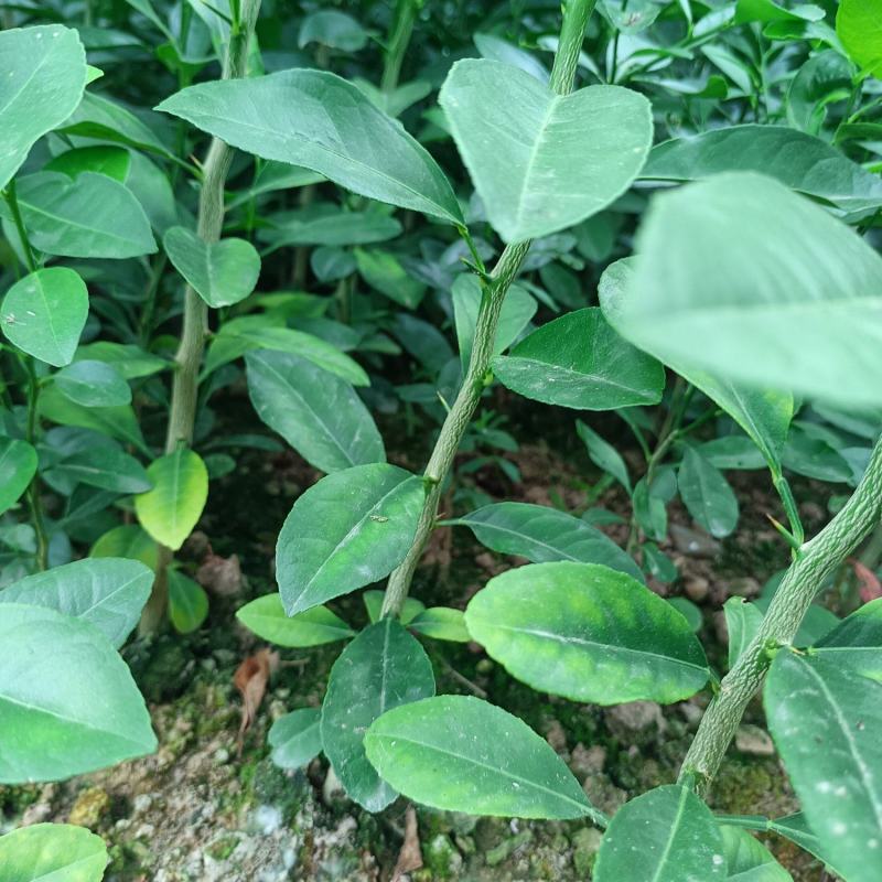 大量供应各种规格土柠檬苗，红芽柠檬苗