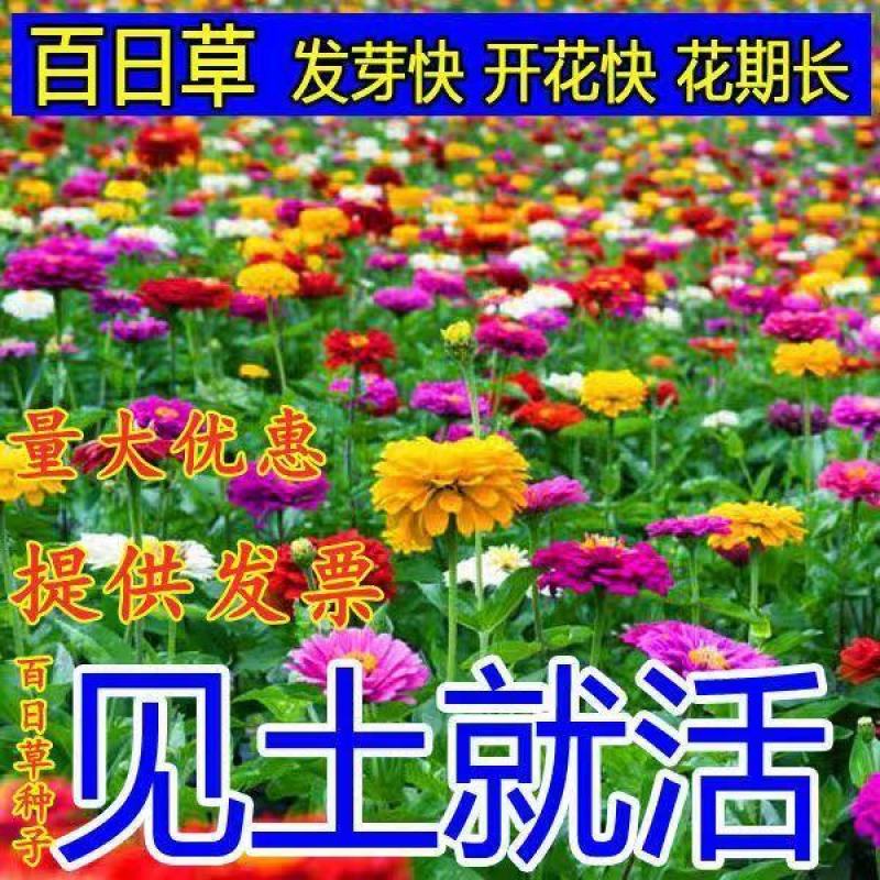 百日草花种籽子混色重瓣百日菊花籽四季开花易活庭院室外野花