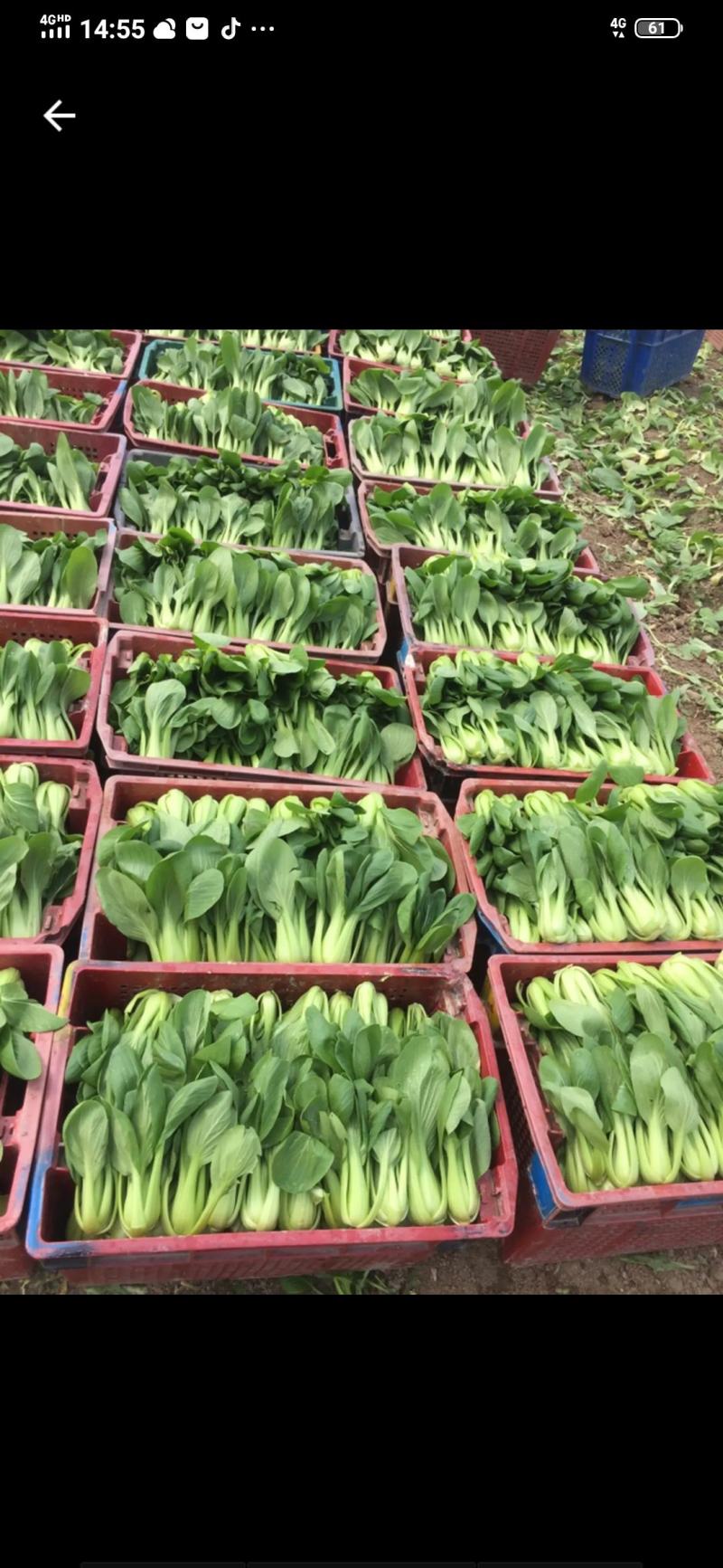 常年大量供应