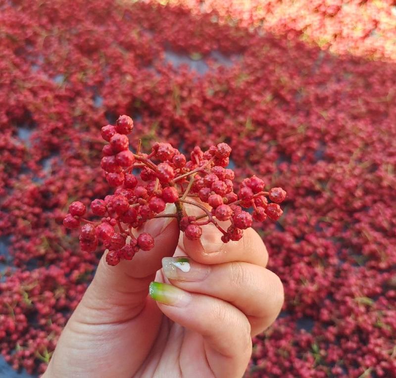 天水大红袍花椒，伏椒，量大质优，全国发货，