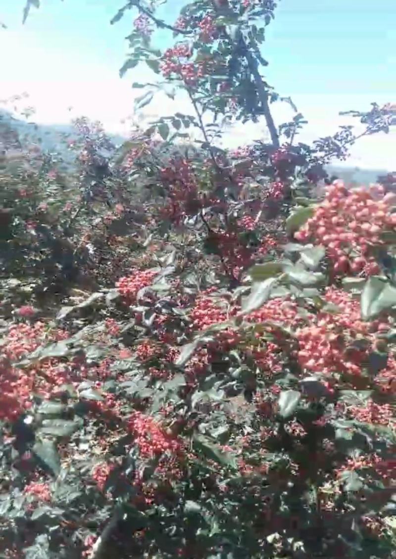 天水大红袍花椒，伏椒，量大质优，全国发货，