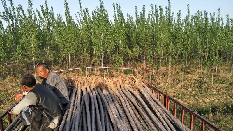 杨苗丶泡桐以及各种规格苦楝苗、五角枫