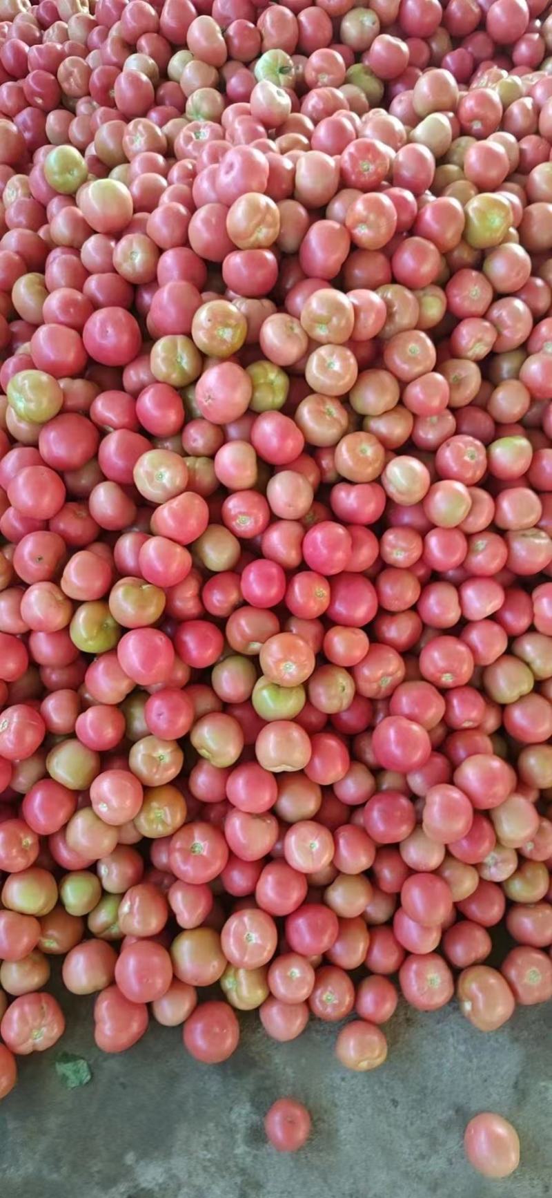 米易硬粉番茄上市，新鲜发货，吃起来甜中带点酸，非常开胃