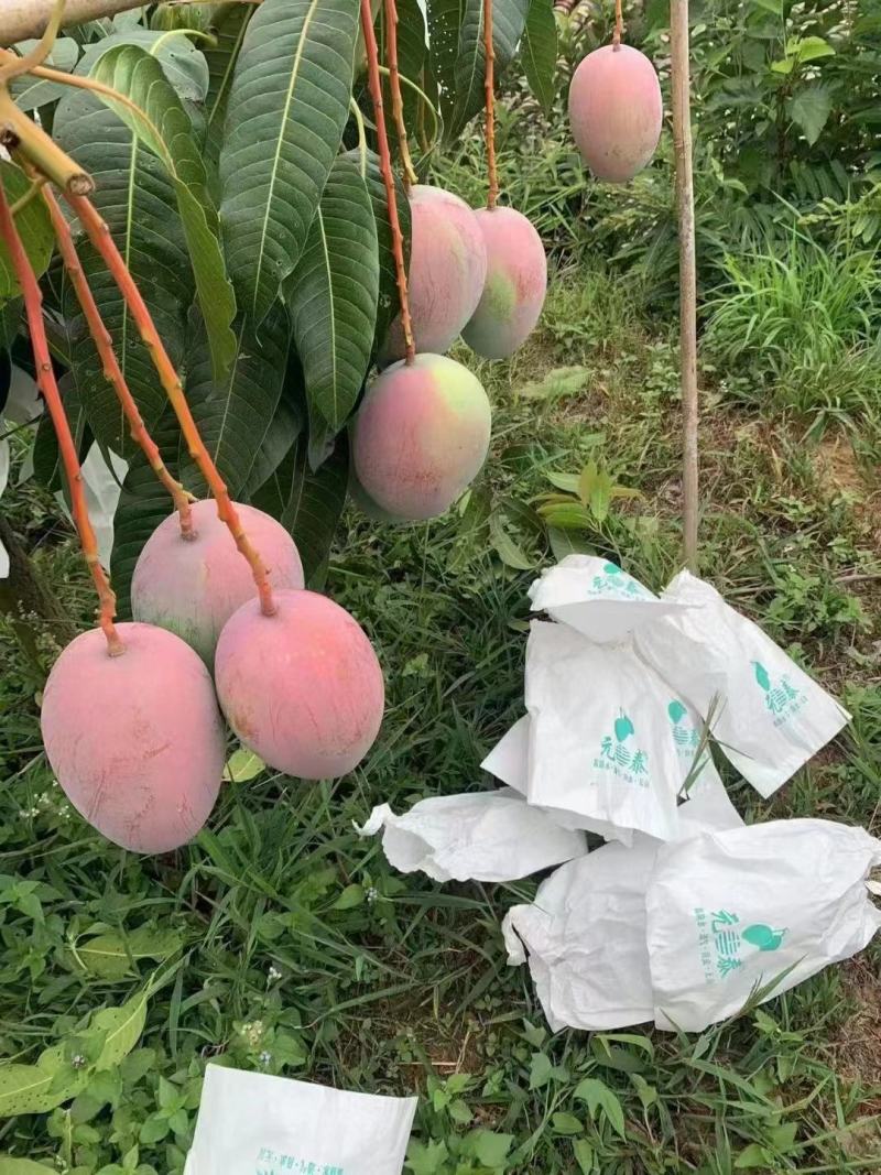 攀枝花凯特芒果，皮薄肉厚，果肉香甜细腻，果型均匀