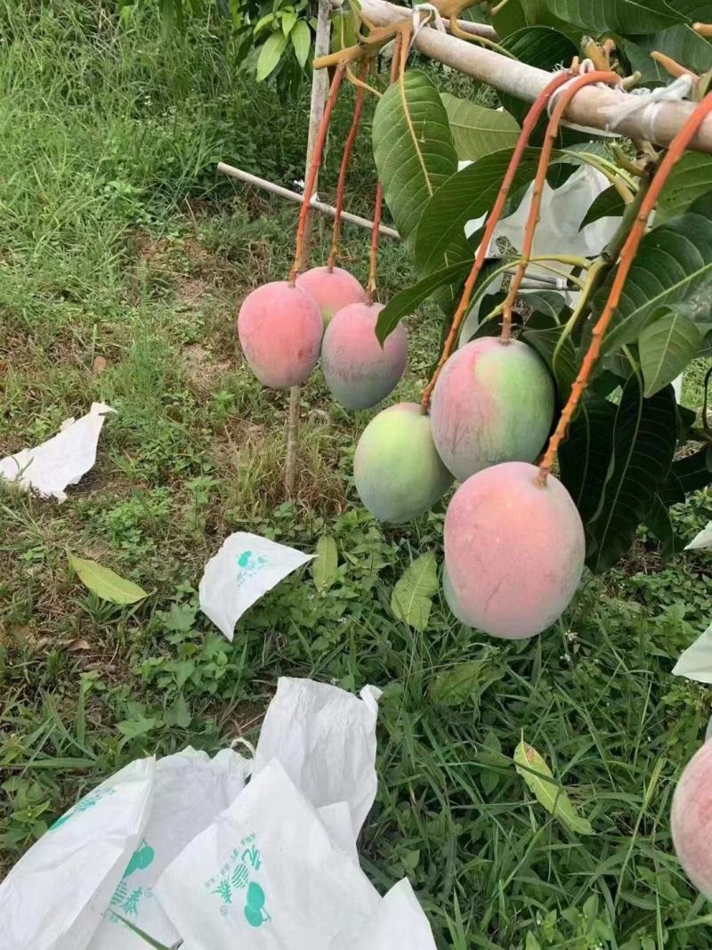 攀枝花凯特芒果，皮薄肉厚，果肉香甜细腻，果型均匀