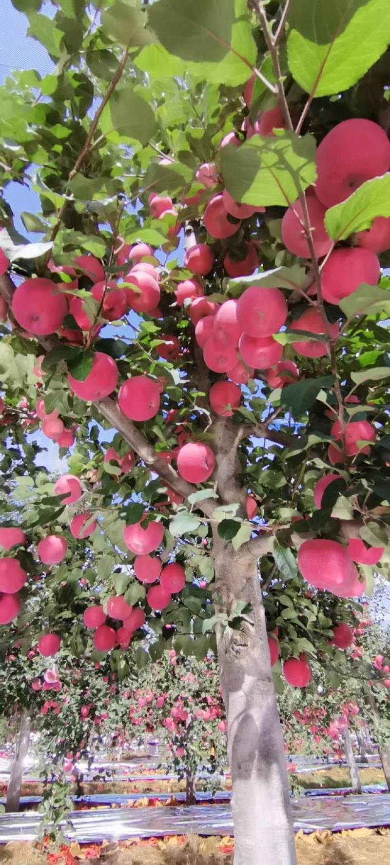 宜川红富士苹果