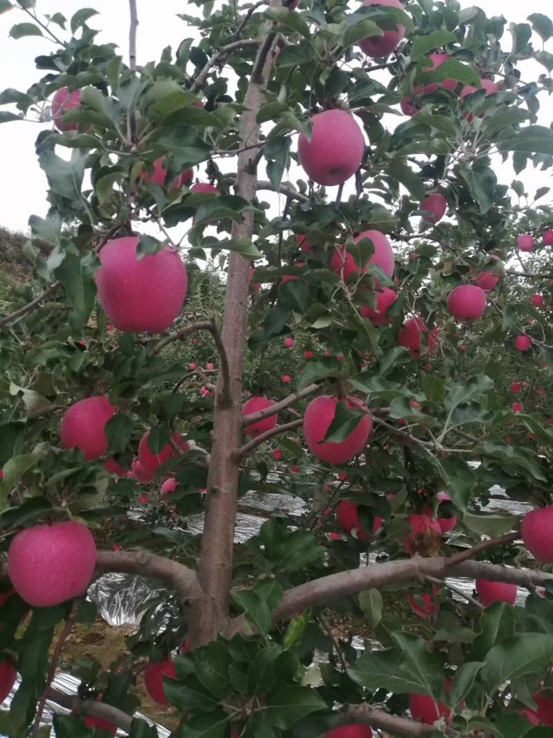 宜川红富士苹果