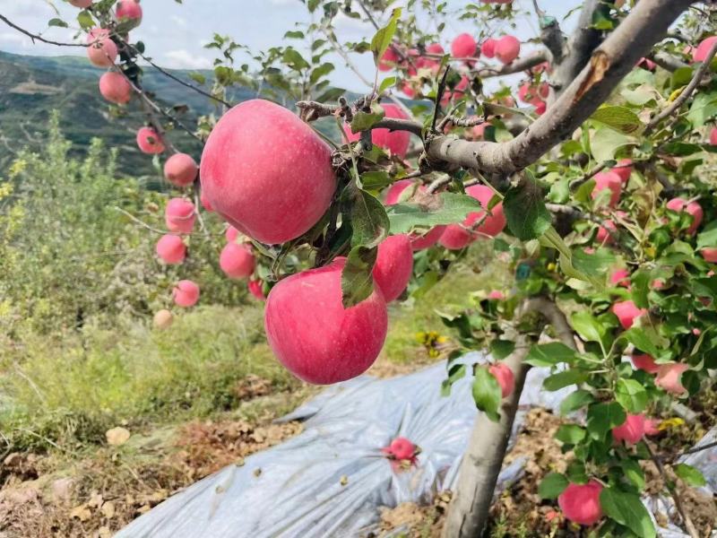 甘肃天水高山红富士苹果，鲜、甜、脆、可口，一件代发