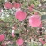 宜川红富士苹果