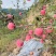 甘肃天水高山红富士苹果，鲜、甜、脆、可口，一件代发