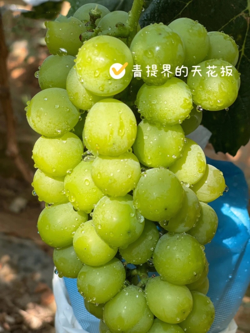 阳光玫瑰葡萄苗贝达根系嫁接苗根系发达保证品质