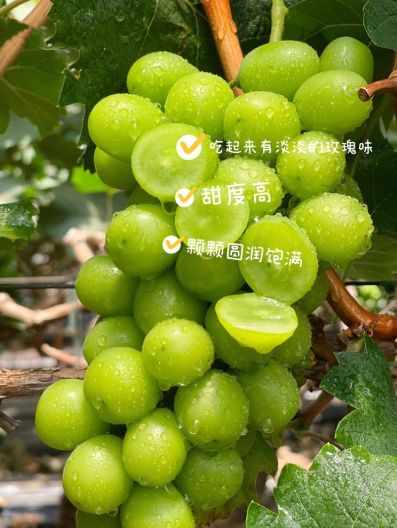 阳光玫瑰葡萄苗贝达根系嫁接苗根系发达保证品质