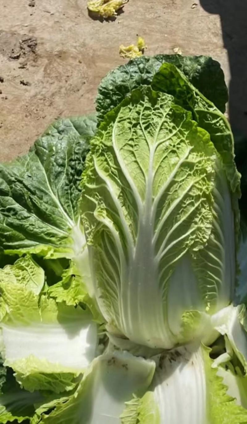 甘肃临洮黄心大白菜大量上市价格美丽