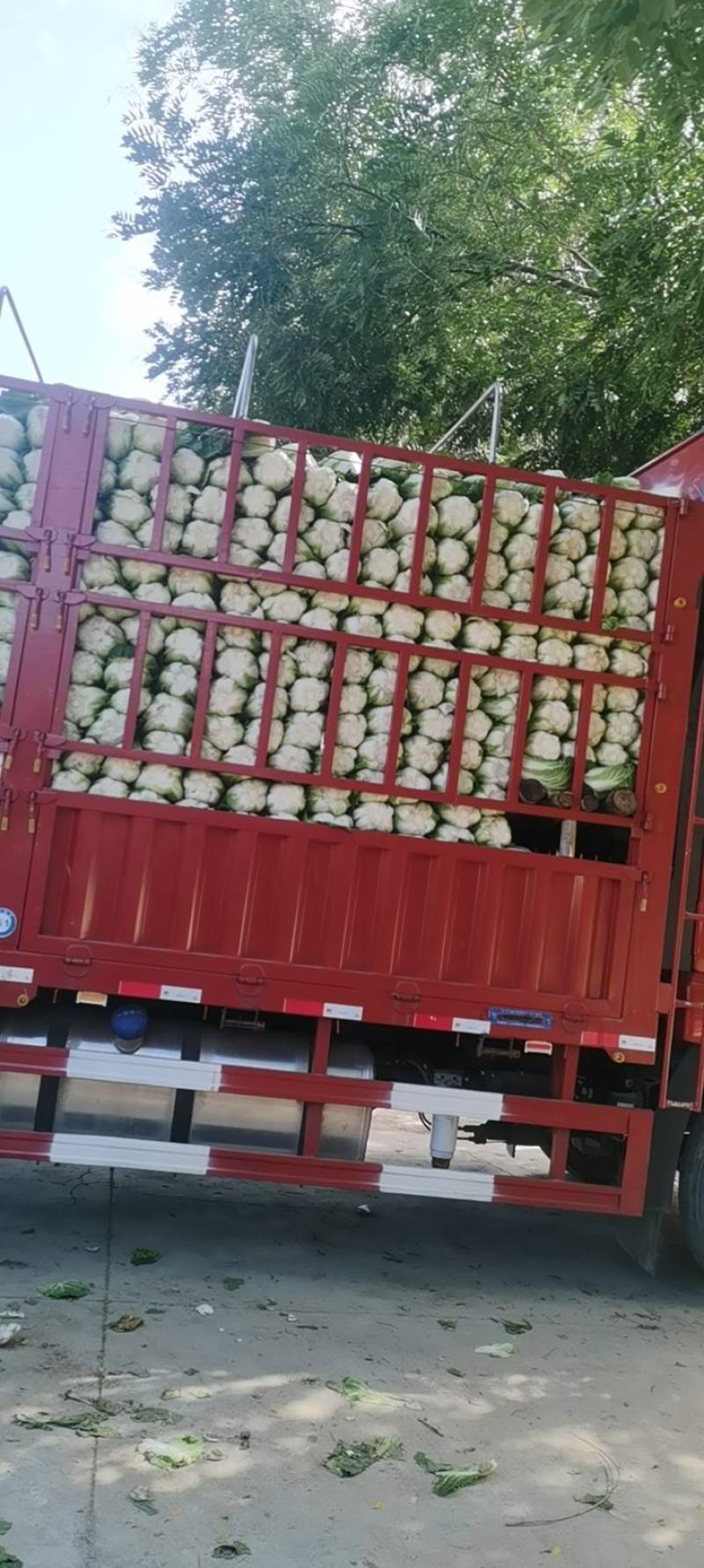 甘肃临洮黄心大白菜大量上市价格美丽