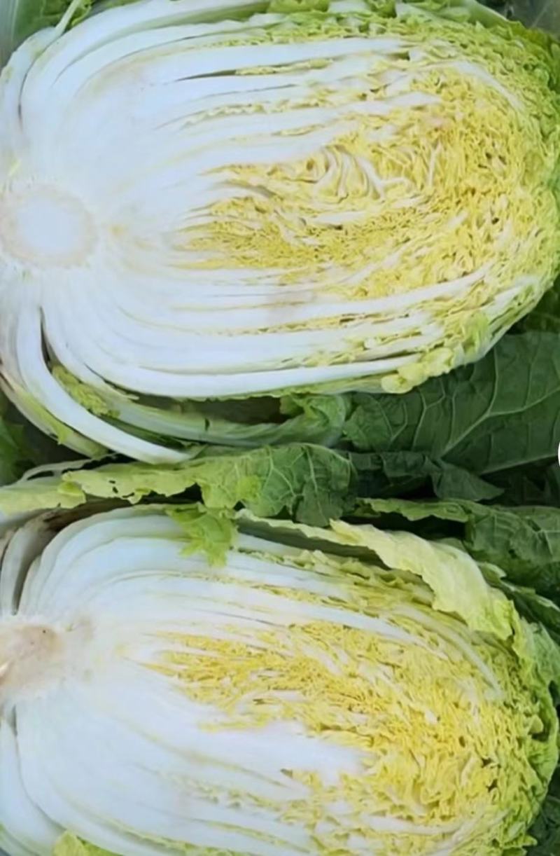 甘肃临洮黄心大白菜大量上市价格美丽