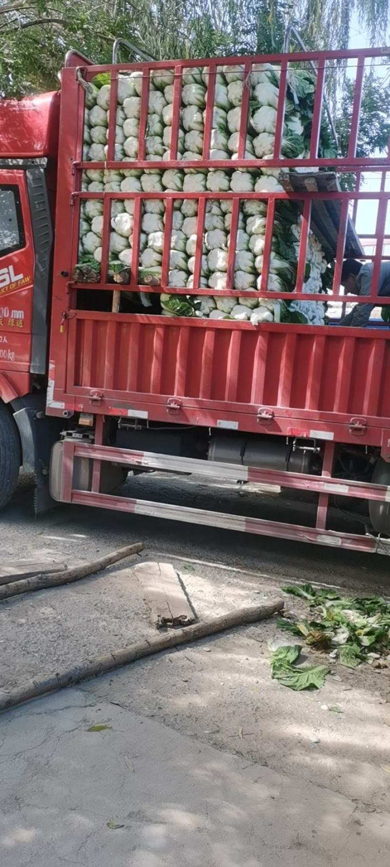 甘肃临洮黄心大白菜大量上市价格美丽