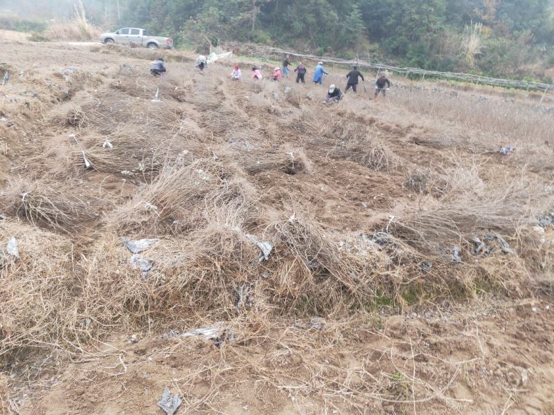 江西单叶蔓荆子一年苗，两年苗，枝条苗，基地直供