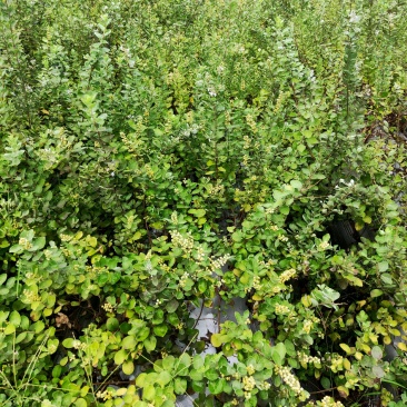 江西单叶蔓荆子一年苗，两年苗，枝条苗，基地直供