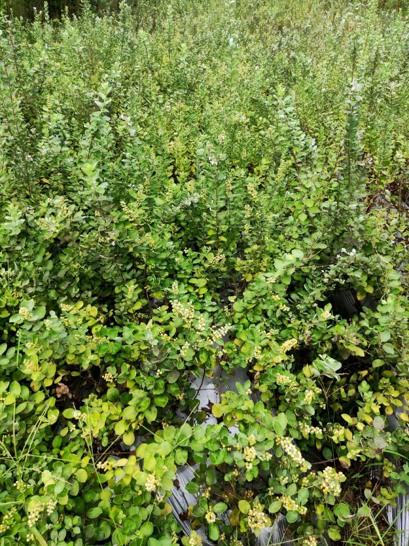 江西单叶蔓荆子一年苗，两年苗，枝条苗，基地直供