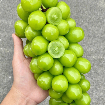 晴王葡萄苗嫁接葡萄苗贝达夏黑5bb3309m砧木