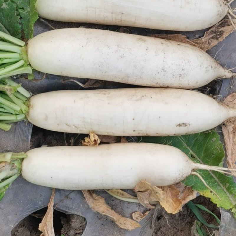 白萝卜万亩基地大量上市中有要的客户联系我了