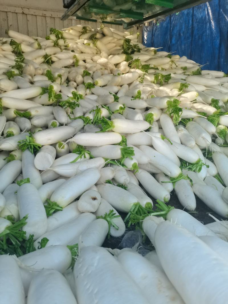 白萝卜万亩基地大量上市中有要的客户联系我了