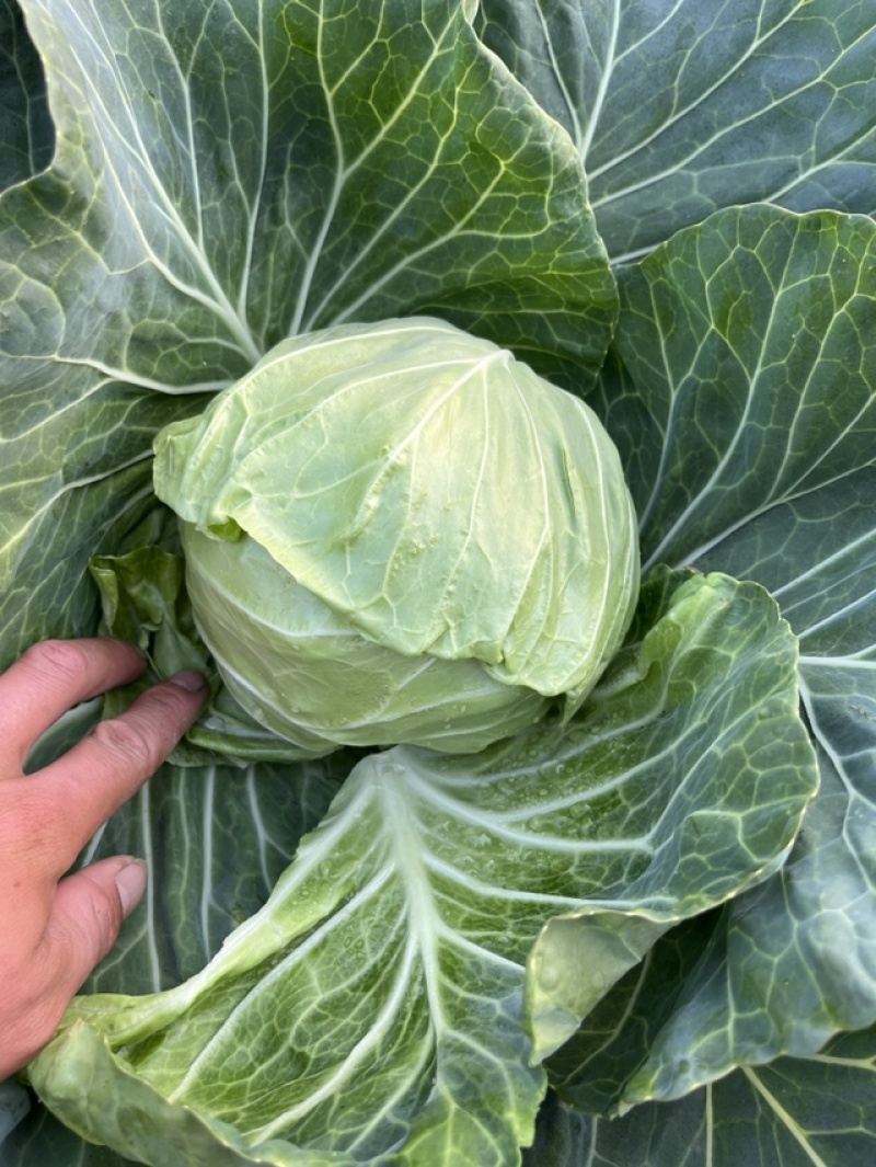 大量供应大棚精品甘蓝诚信代发质量说话。欢迎您的采购。