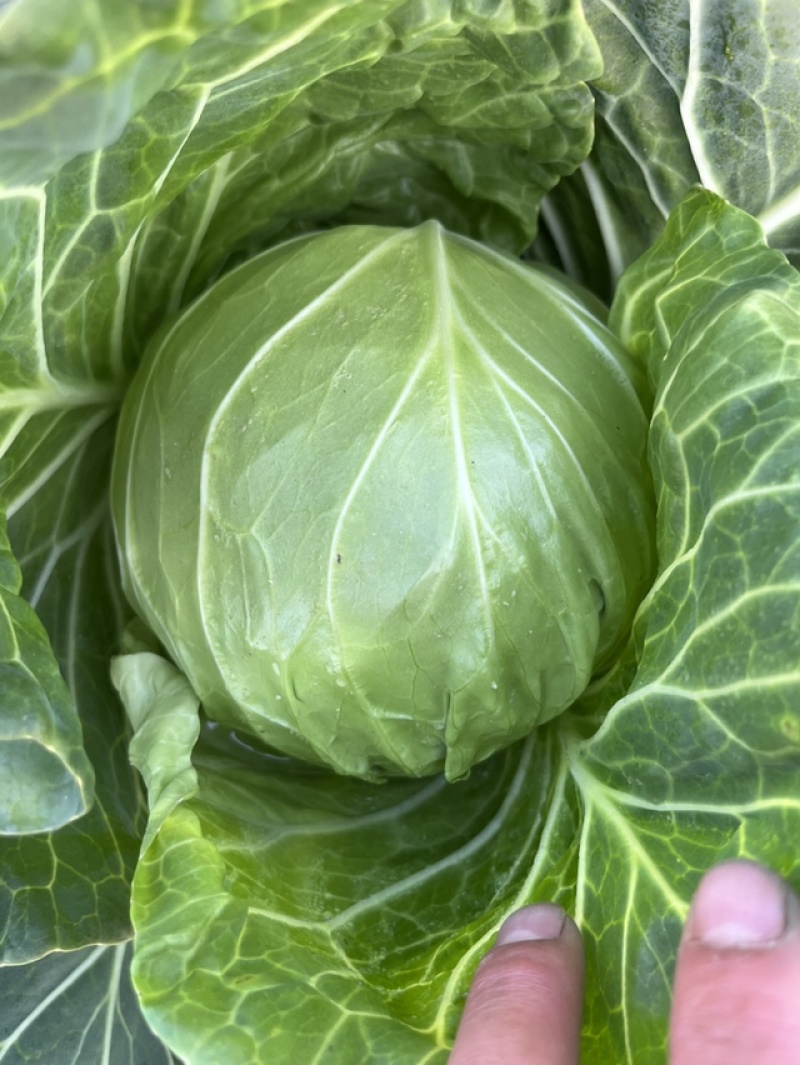 大量供应大棚精品甘蓝诚信代发质量说话。欢迎您的采购。