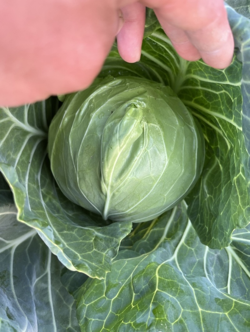 大量供应大棚精品甘蓝诚信代发质量说话。欢迎您的采购。