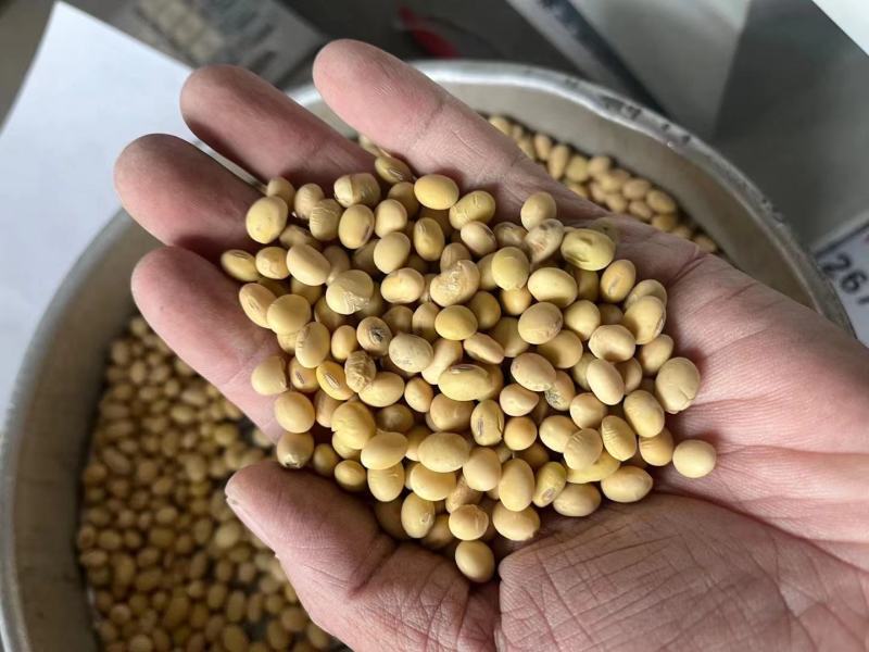 安徽优质大豆物美价廉