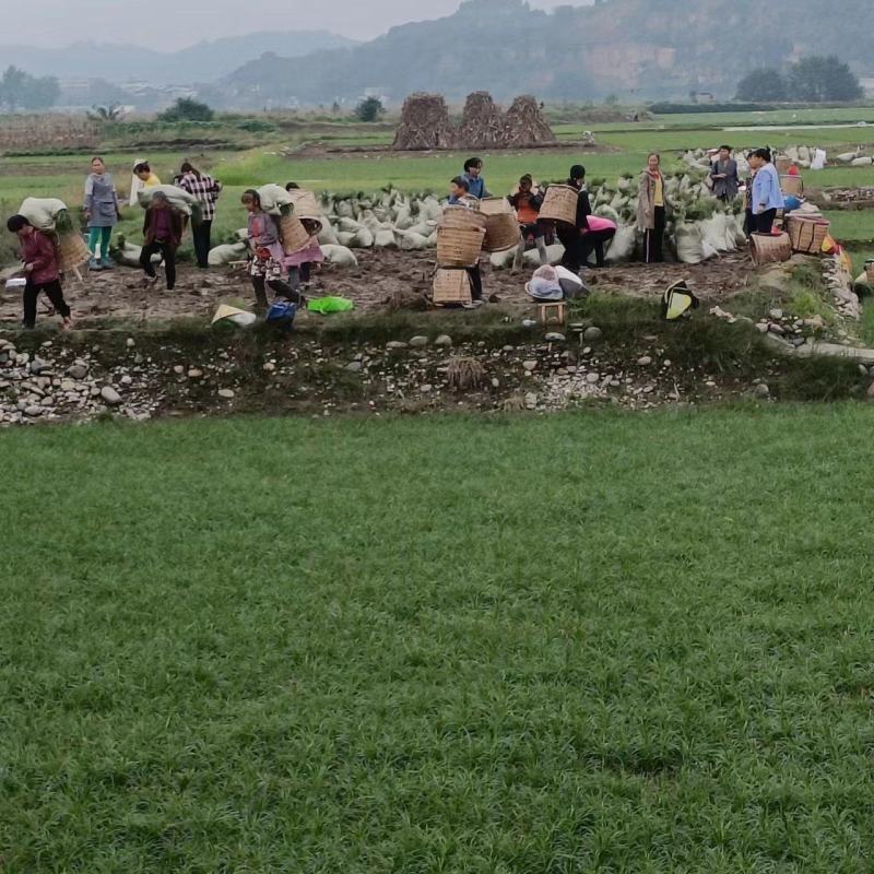 四川产地麦冬草，优质麦冬苗，产地直发，货源充足稳定