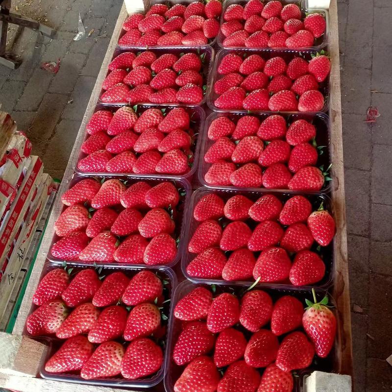 平度甜宝草莓，货量充足，果形美观，物流通达，合作共赢